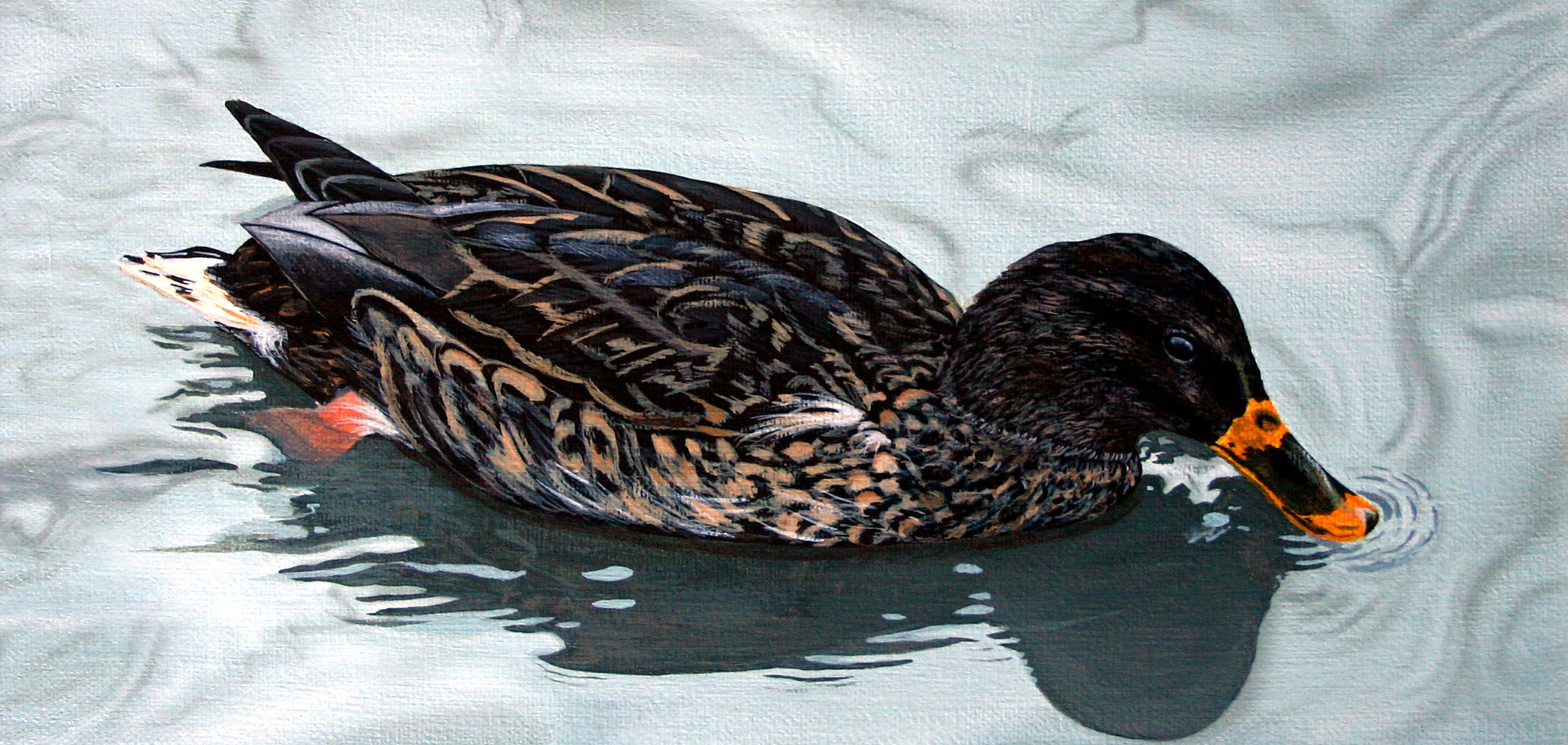 Colvert - La détente